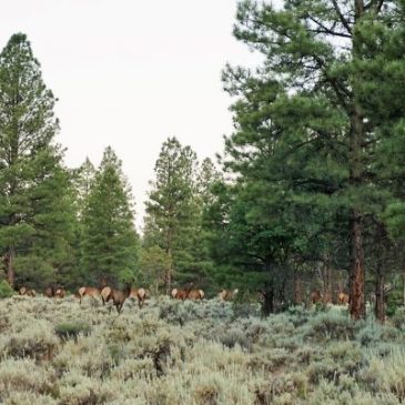 Visit www.trailsinspire.com to learn more about the Kaibab National Forest