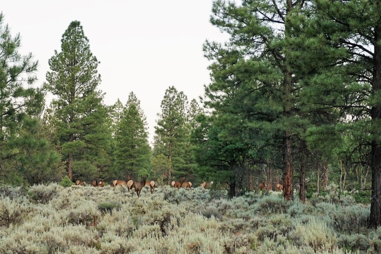 Herd of Elk near my camp in Kaibab National Forest