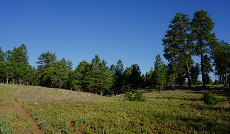 Trail through meadows and pines