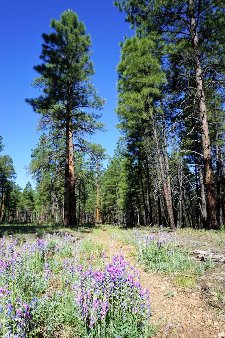 Wildflowers and Ponderosa Pines