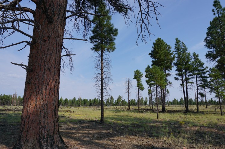 Meadow on the Long Loop Trail