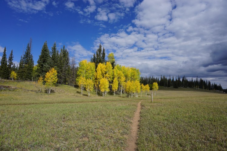 Fall color on the Kaibab Plateau