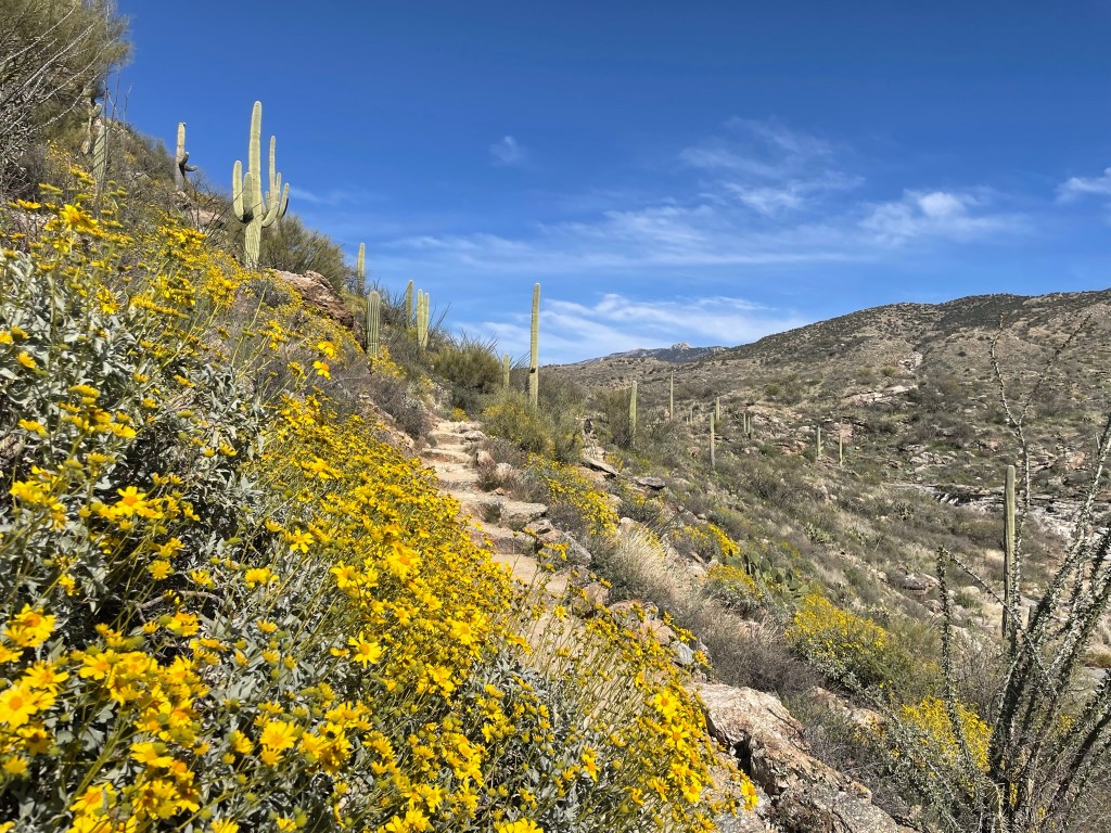 A scenic dirt path winding through a landscape filled with vibrant yellow flowers and tall saguaro cacti under a clear blue sky.