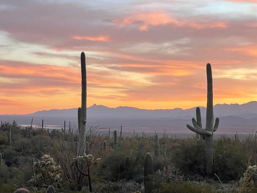 A desert landscape at sunset featuring tall saguaro cacti silhouetted against a colorful sky with mountains in the background.