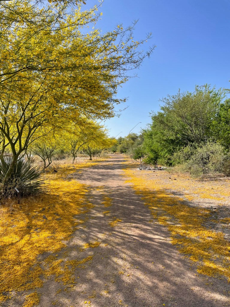A sunlit dirt path lined with green and yellow flowering trees, with yellow petals scattered on the ground.